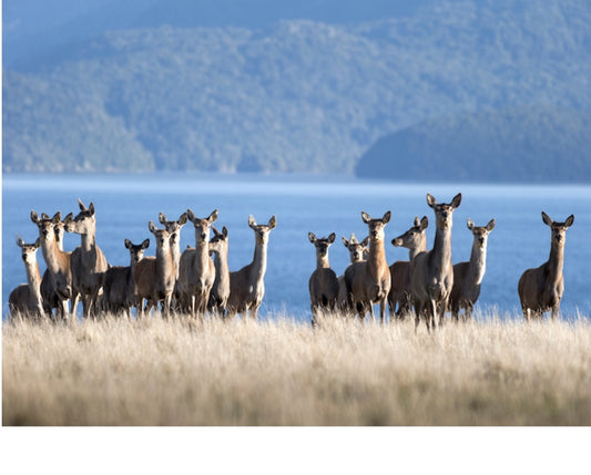 Organic Grass-Fed Venison Jerky?